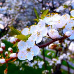 images (1)
