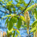 Betula Pendula Blüte im Frühling